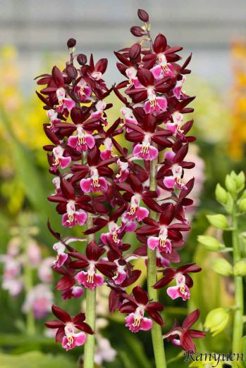 エビネ 蘭裕園 Ranyuen