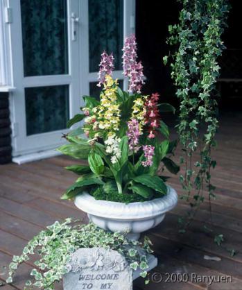 蘭裕園スタイル 蘭裕園 Ranyuen