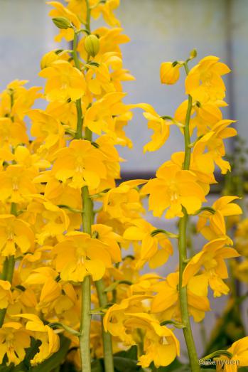 エビネ 蘭裕園 Ranyuen