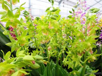 エビネ 蘭裕園 Ranyuen