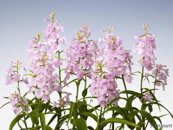 アワチドリ・夢ちどり 蘭裕園 Ranyuen