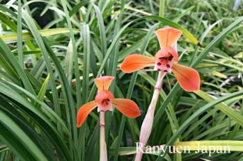 春蘭 蘭裕園 Ranyuen