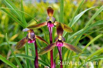 春蘭 蘭裕園 Ranyuen