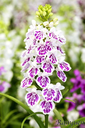 アワチドリ・夢ちどり 蘭裕園 Ranyuen