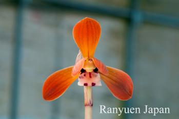 春蘭 蘭裕園 Ranyuen