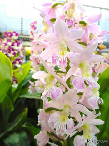 エビネ 蘭裕園 Ranyuen