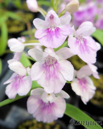 アワチドリ・夢ちどり 蘭裕園 Ranyuen