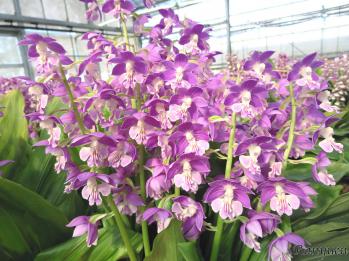 エビネ 蘭裕園 Ranyuen