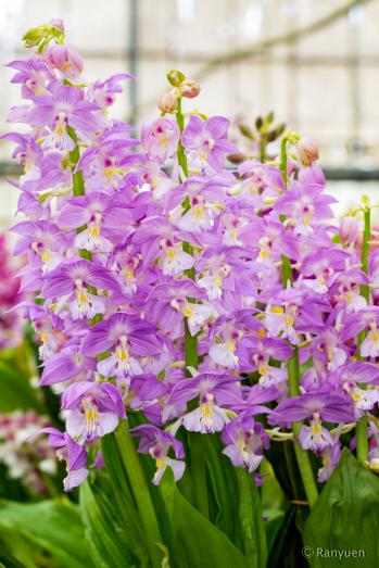 エビネ 蘭裕園 Ranyuen
