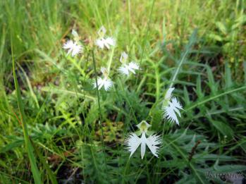 サギソウ 蘭裕園 Ranyuen