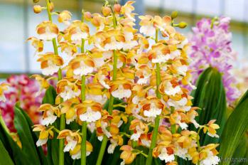 エビネ 蘭裕園 Ranyuen