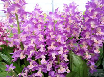 エビネ 蘭裕園 Ranyuen