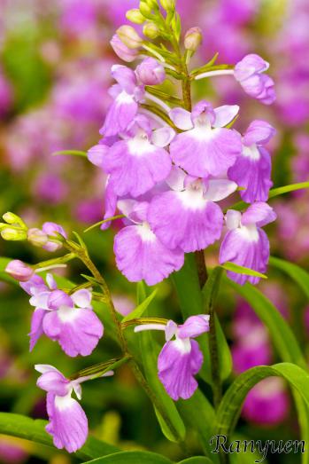 アワチドリ・夢ちどり 蘭裕園 Ranyuen