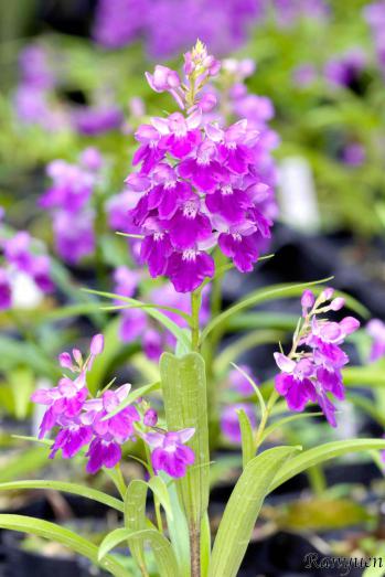 アワチドリ・夢ちどり 蘭裕園 Ranyuen