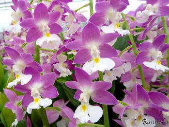 エビネ 蘭裕園 Ranyuen