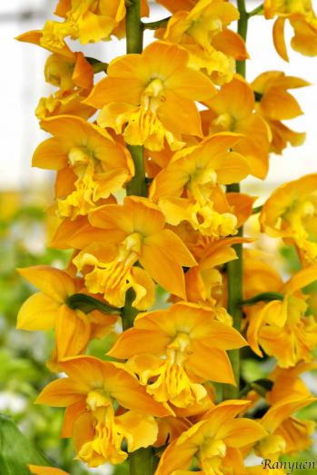 エビネ 蘭裕園 Ranyuen