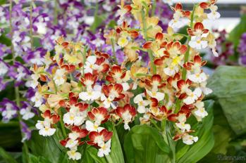 エビネ 蘭裕園 Ranyuen