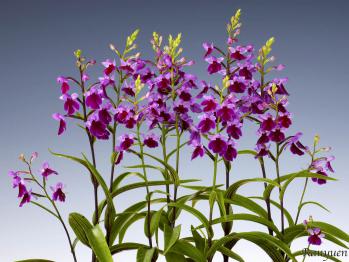 アワチドリ・夢ちどり 蘭裕園 Ranyuen