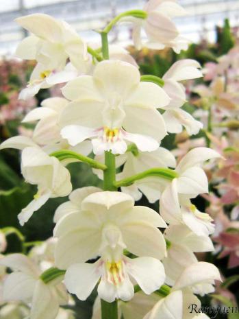 エビネ 蘭裕園 Ranyuen