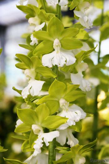 エビネ 蘭裕園 Ranyuen