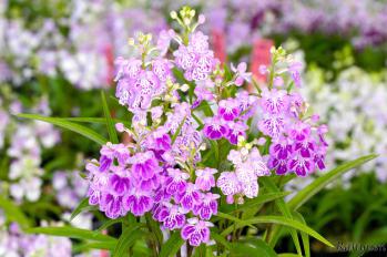 アワチドリ・夢ちどり 蘭裕園 Ranyuen