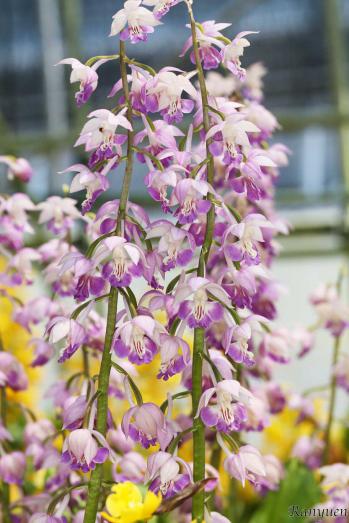 エビネ 蘭裕園 Ranyuen