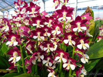 エビネ 蘭裕園 Ranyuen