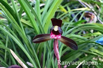 春蘭 蘭裕園 Ranyuen