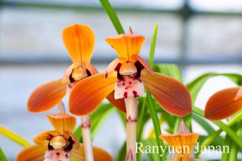 春蘭 蘭裕園 Ranyuen