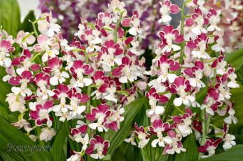 エビネ 蘭裕園 Ranyuen