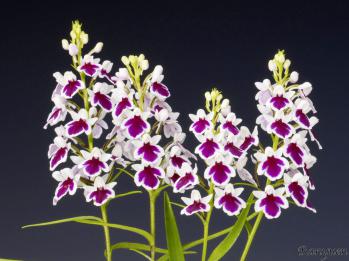 アワチドリ・夢ちどり 蘭裕園 Ranyuen