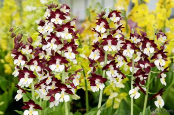 エビネ 蘭裕園 Ranyuen