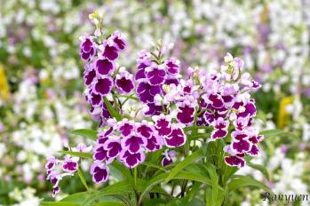 アワチドリ・夢ちどり 蘭裕園 Ranyuen