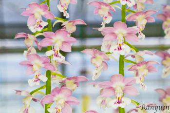 エビネ 蘭裕園 Ranyuen