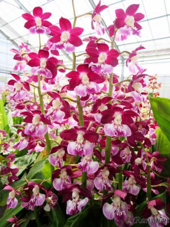 エビネ 蘭裕園 Ranyuen