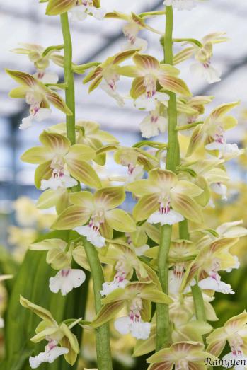 エビネ 蘭裕園 Ranyuen