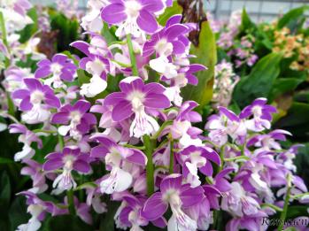 エビネ 蘭裕園 Ranyuen