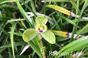 春蘭 蘭裕園 Ranyuen