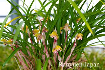 春蘭 蘭裕園 Ranyuen