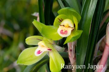 春蘭 蘭裕園 Ranyuen