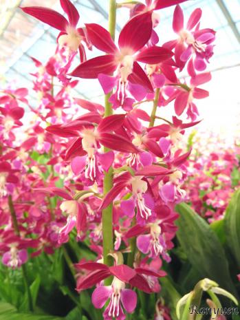 エビネ 蘭裕園 Ranyuen