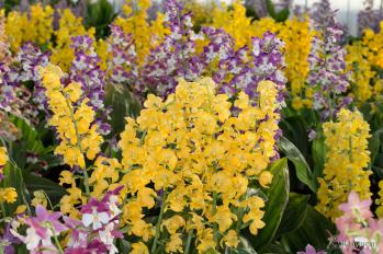 エビネ 蘭裕園 Ranyuen