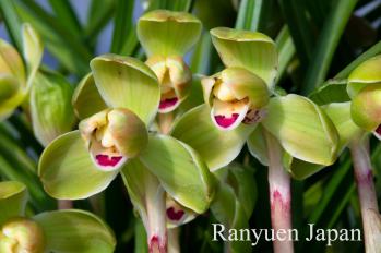 春蘭 蘭裕園 Ranyuen