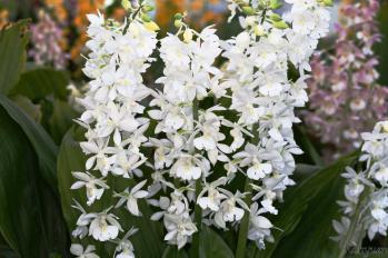 エビネ 蘭裕園 Ranyuen