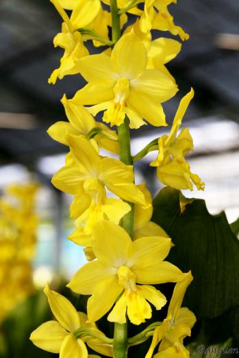 エビネ 蘭裕園 Ranyuen