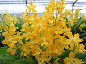 エビネ 蘭裕園 Ranyuen