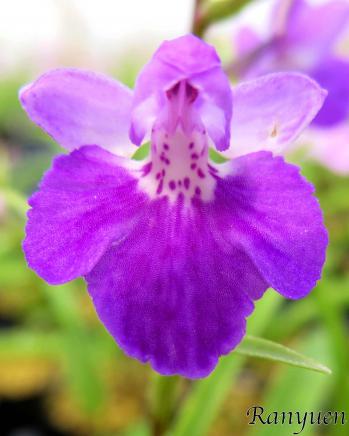 アワチドリ・夢ちどり 蘭裕園 Ranyuen