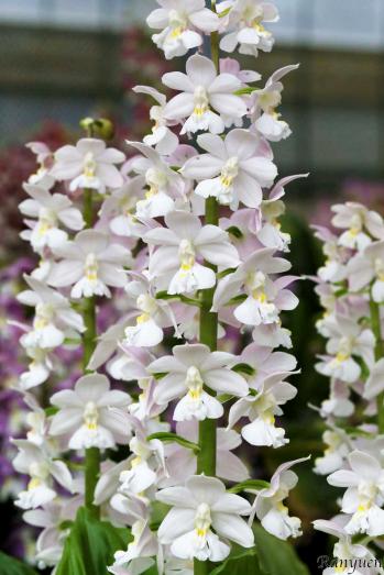 エビネ 蘭裕園 Ranyuen