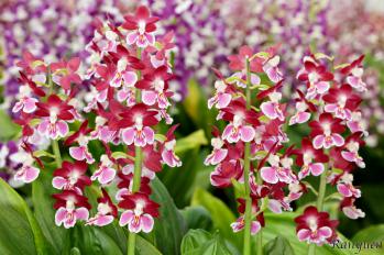 エビネ 蘭裕園 Ranyuen