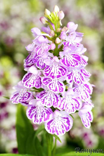 アワチドリ・夢ちどり 蘭裕園 Ranyuen